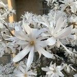 Magnolia stellata Lorea