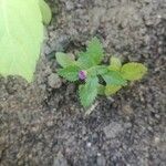 Stemodia verticillata Blatt