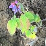 Desmodium intortum Blatt