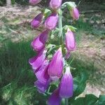 Digitalis purpureaFlower