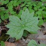 Diphylleia cymosa Hoja