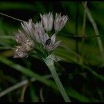 Allium hickmanii Квітка