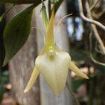 Angraecum angustipetalum Цвят