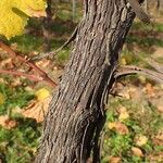 Vitis vinifera 樹皮