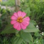 Zinnia elegansКветка