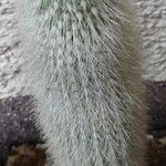 Cleistocactus strausii Frunză