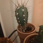 Stetsonia coryne葉