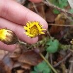 Tussilago farfaraЦвят