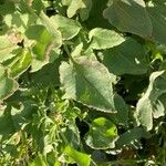 Rumex roseus Hoja