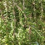 Juniperus drupacea পাতা