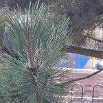 Pinus nigraΦύλλο