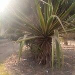Furcraea selloana Folha