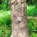 Pinus heldreichii Casca