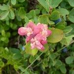 Vaccinium uliginosum Листок