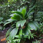 Asplundia insignis Hoja