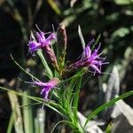 Liatris cylindracea Buveinė