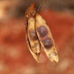 Pericopsis elata Frutto