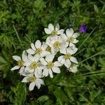 Anemone narcissiflora Fleur