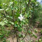 Hibiscus phoeniceus Leaf