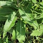 Sisymbrium strictissimum Blad