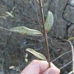 Ligustrum vulgare Ліст