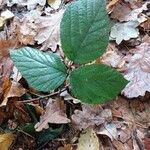 Rubus nigricans Costuma