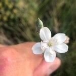 Dianthus pungens Virág