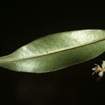 Myrcia bracteata Hoja