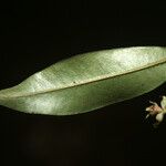 Myrcia bracteata Blad