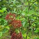 Viburnum treleasei Vaisius