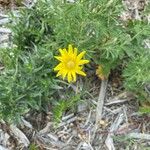 Crepis modocensis Flower
