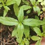 Epilobium tetragonum Лист