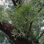 Salix alba Кора