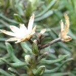 Diplostephium rosmarinifolium