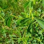 Crotalaria incana Лист