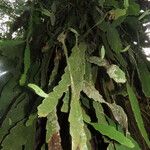 Epiphyllum hookeri Leaf