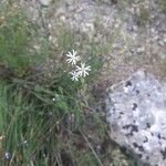 Silene nocturna Flor