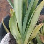 Agave demeesteriana Feuille