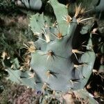 Opuntia stricta Blad