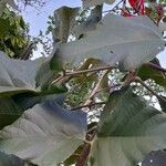 Erythrina speciosa 葉