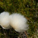 Eriophorum scheuchzeri പുഷ്പം