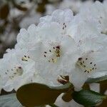 Rhododendron campanulatum Blodyn