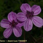 Erodium primulaceum Kwiat