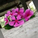 Catharanthus roseusFlors