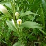 Cephalanthera damasonium برگ