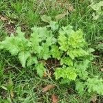 Heracleum sosnowskyi List