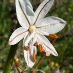 Asphodelus fistulosus 花