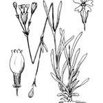 Silene campanula Autre