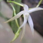 Angraecum sanfordii Flower
