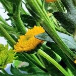 Chrysanthemum indicum 樹皮